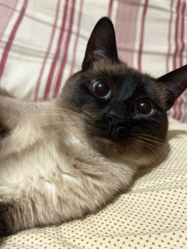 Woman and cats photographed in bedroom in Chaikovsky, Russia
