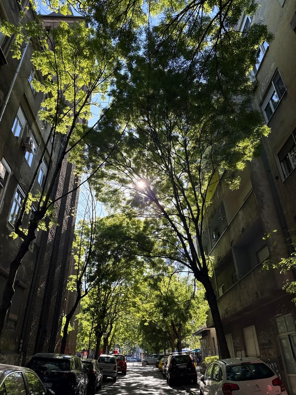 Afternoon sunlight illuminates Belgrade street scene through trees