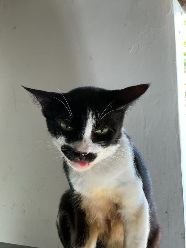 Cats and daily life scenes around Davao City