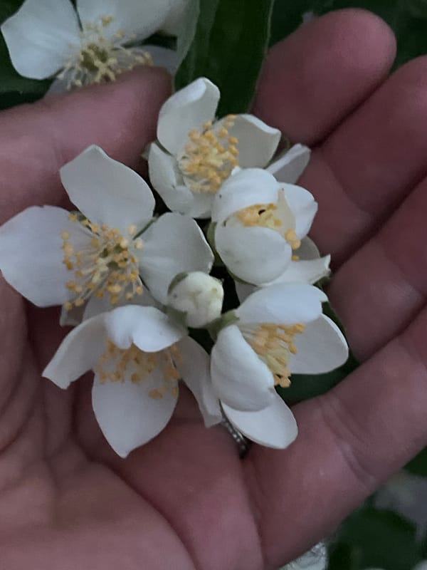 Quiet afternoon moments with cats, flowers, and vintage finds