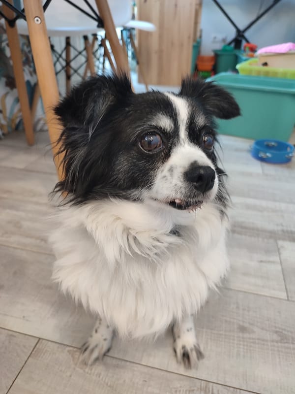 Lazy afternoon at home with pets, a toddler, and snacks