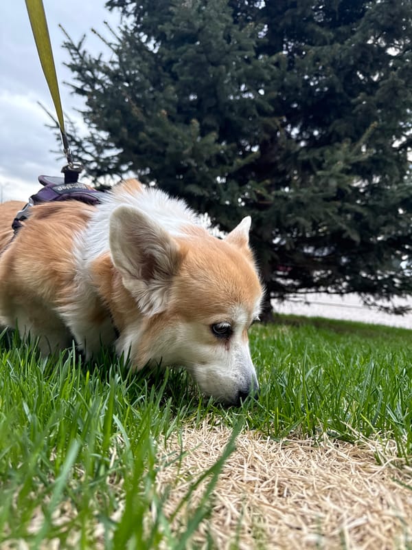 Corgi rests in grassy urban area in Krasnoyarsk