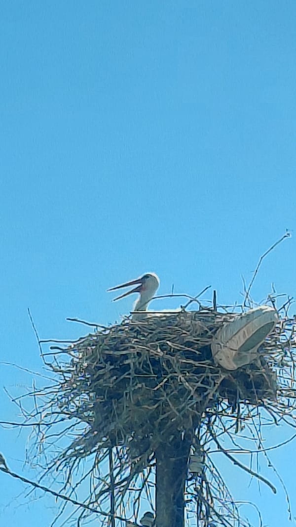 Stork tends nest on utility pole