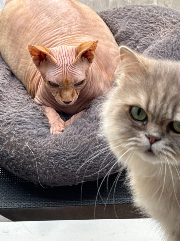 Cats and dogs captured napping in peaceful afternoon moments