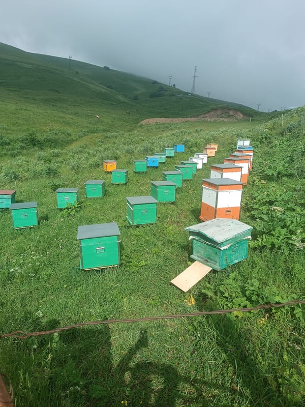Beehives and wildflowers on the hills of Semyonovka, Armenia