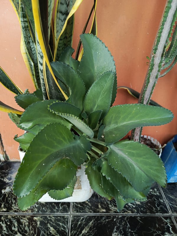Residential garden scene documented in Quevedo, Ecuador