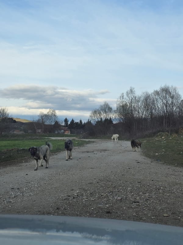 Four dogs gather on dirt road in Dobroshane