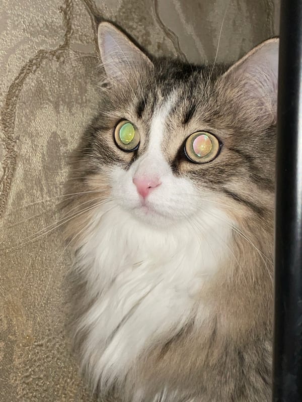 Winter moments and fresh salad observed in Izhevsk