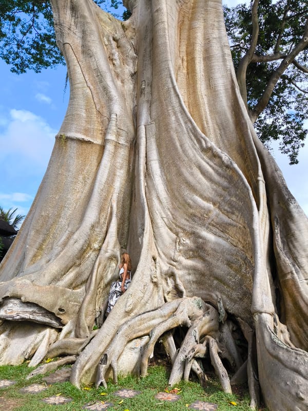 Exploring a giant banyan tree's roots in Marga, Bali