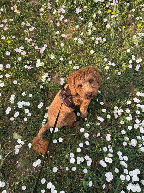 Curly brown dog resting on a wildflower-speckled patch of grass