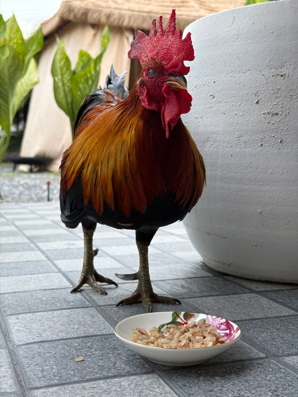 Rooster eating from a decorative bowl on a Bo Phut patio