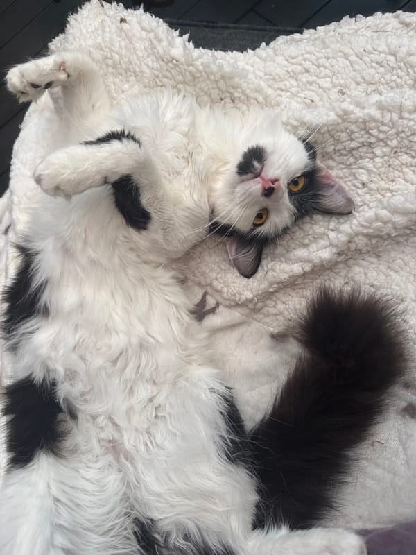 Cat lounging session captured across Sofia home and patio