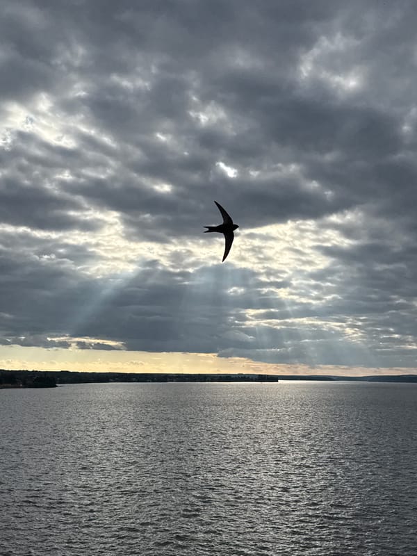 Woman documents afternoon stroll with stroller near Votkinsk Reservoir