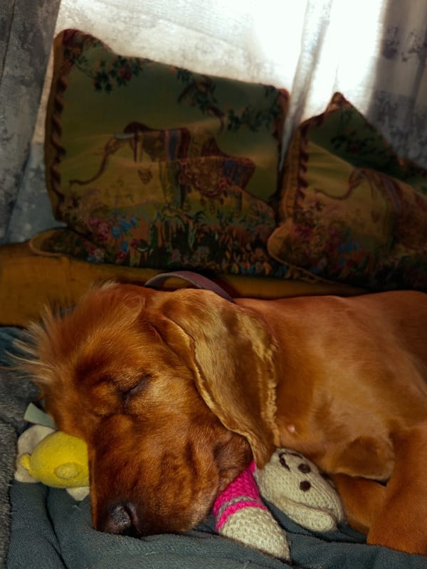 Golden dog naps with plush toys in Tbilisi home