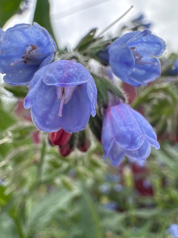 Early morning garden photography session captures 25 flower close-ups
