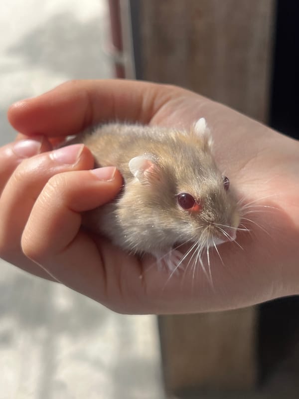 Hamster handling, ice cream gathering documented in Yerevan