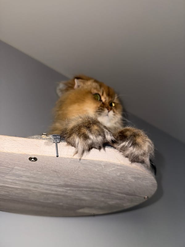 Fluffy cat spotted perching on wooden shelf in Moscow