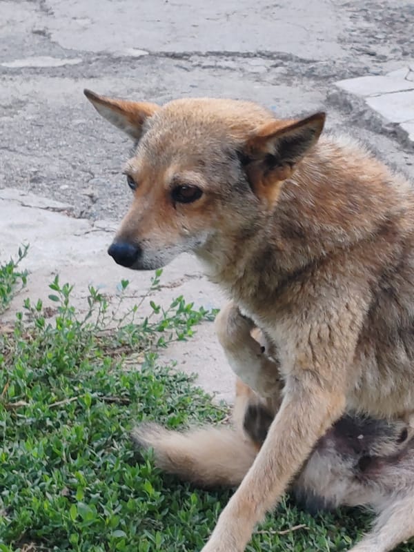 Tan dog resting on concrete, two angles.