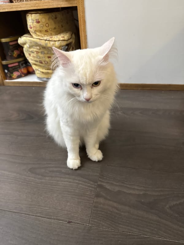 White cat relaxes at home in Bobylino, Russia