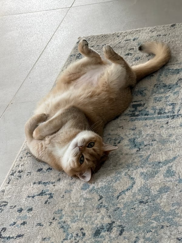 Cat relaxes belly-up on rug in Ramat Gan home