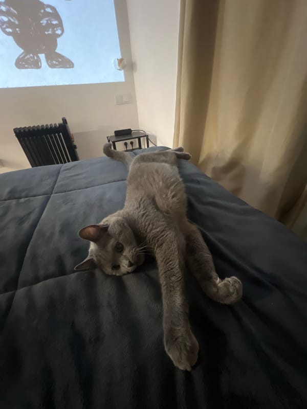 Gray cat stretches on bed in Barcelona apartment
