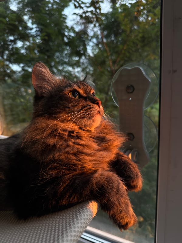 Tabby cat soaks up golden sunset light in Saint Petersburg