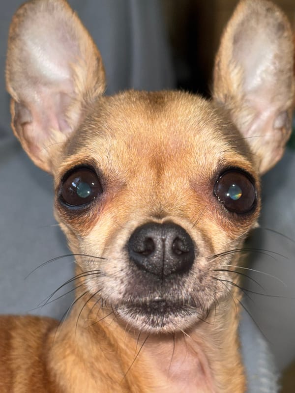 Chihuahua photographed multiple times in Plovdiv, Bulgaria