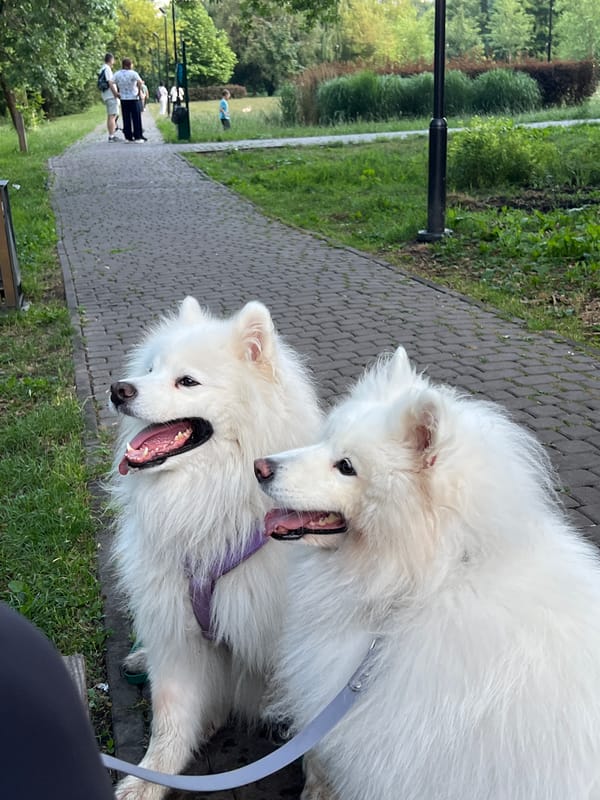 Two Samoyeds share a moment on a Lviv park path