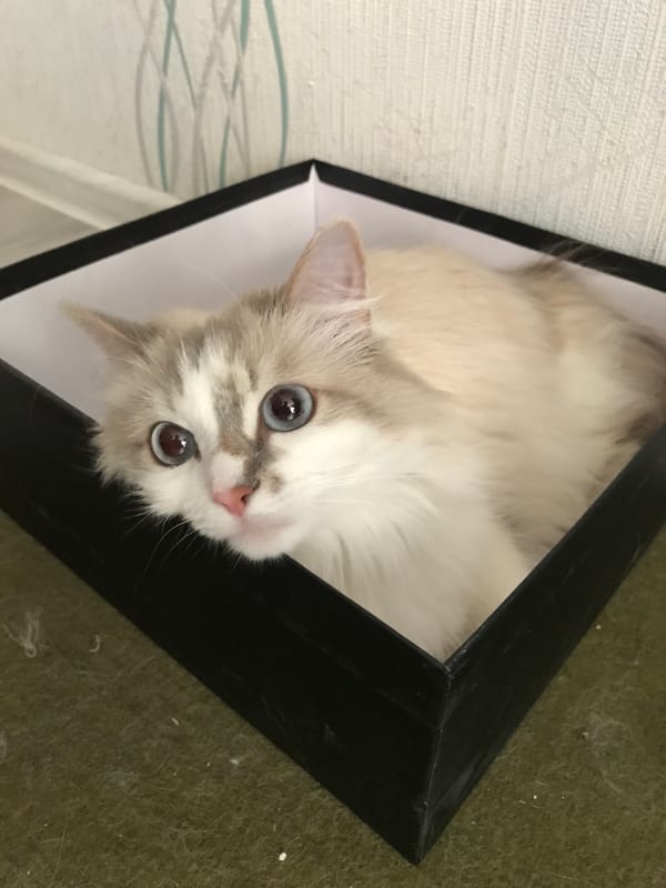 Cat observed sleeping, resting, and playing during early morning hours