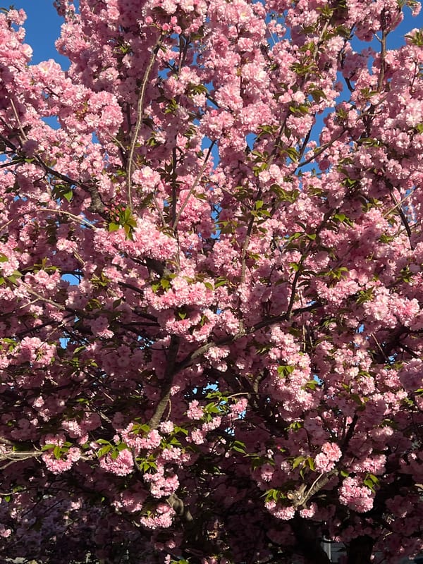 Spring blooms and wildlife observed in Newburgh Friday evening