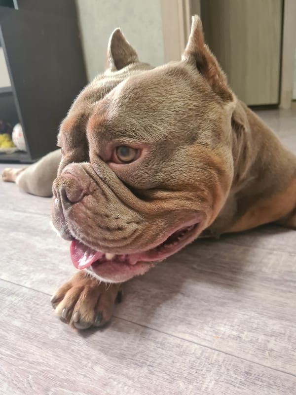 Bulldog naps hard on a wooden floor, tongue and all