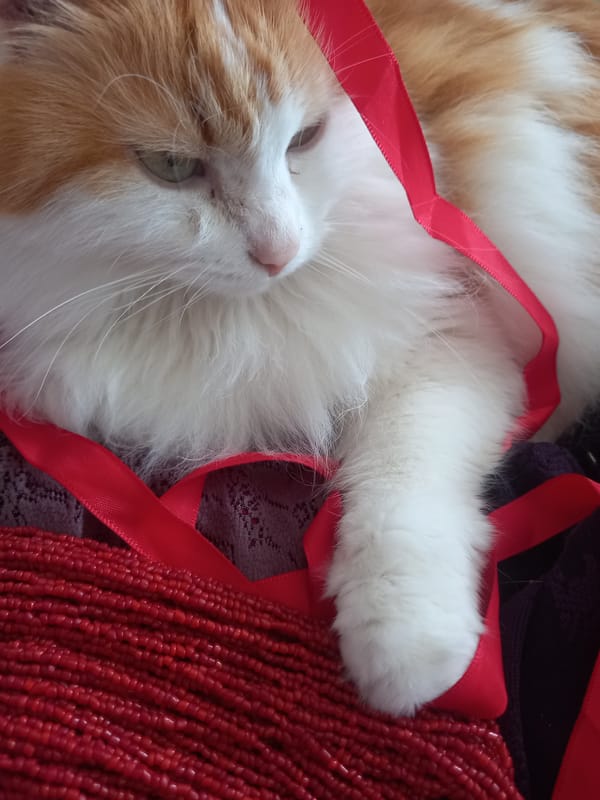 Ginger cat in Novi Pazar poses with ribbons, bags, and beads
