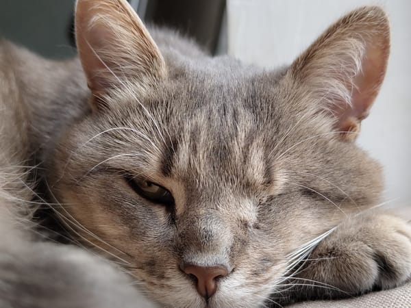 Domestic cats photographed in relaxed poses during afternoon hours