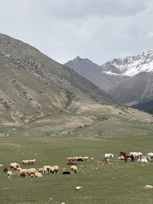 Woman walks through mountain pastures with livestock in Kyrgyzstan
