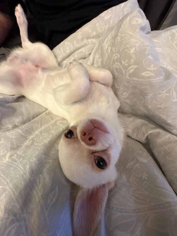 Moscow resident documents afternoon with pet Chihuahua, winter scenes