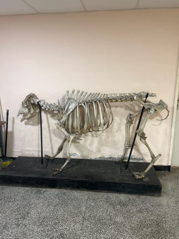 Sofia resident documents skeleton display, garbage bag, social media graphic
