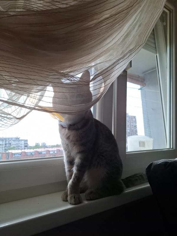 Cat in medical cone rests on windowsill in Novi Sad