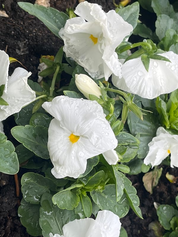 Post-rain spring scenes documented across Saint Petersburg neighborhoods