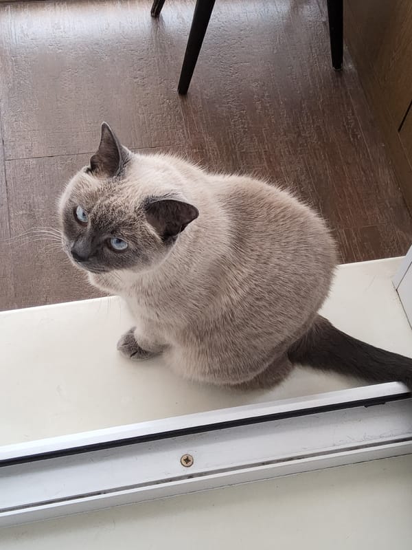 Siamese cat lounging on a windowsill in Krasnoyarsk