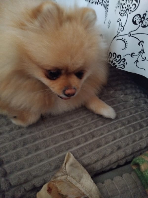 Pomeranian dog rests on couch in Bulgarian town