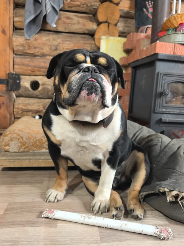 Bulldog photographed relaxing indoors in rustic Russian home