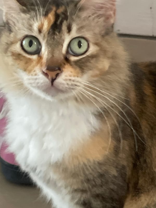 Calico cat at home, eating and hanging out indoors