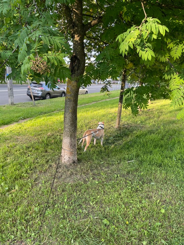 Muzzled pit bull out for a walk in an urban park