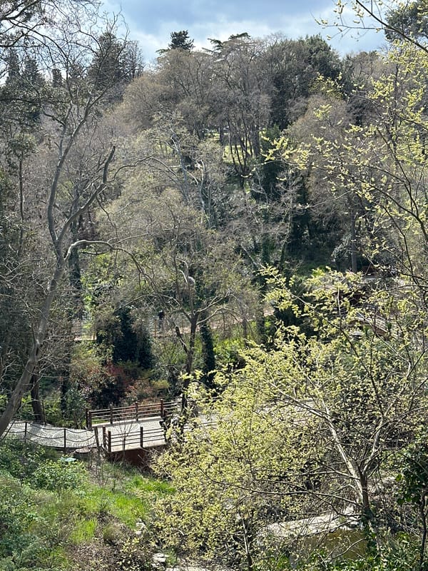 Stone pathway documented in Beşiktaş park, Istanbul