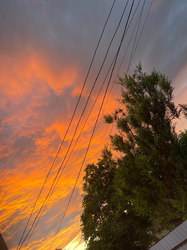 Sunset skies and ripe cherries in a Russian summer evening