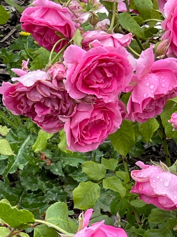 Rain-fresh roses and a Turgenev facade in Zelenogradsk
