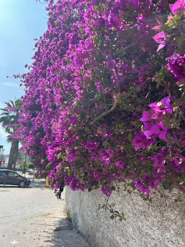 Tropical flora documented in Casablanca street scenes