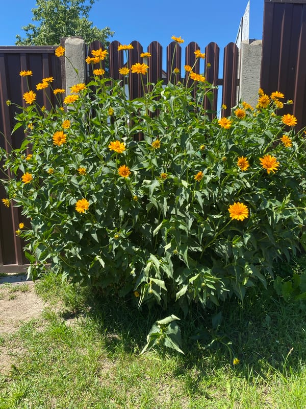Flowering shrubs and climbing vines along Brest fences in summer