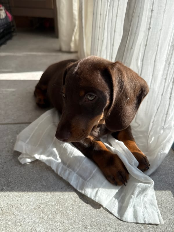 Dachshund puppy rests on white cloth in Raanana home