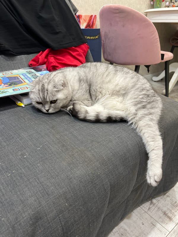 Scottish Fold cat enjoys lazy afternoon in Cheboksary home